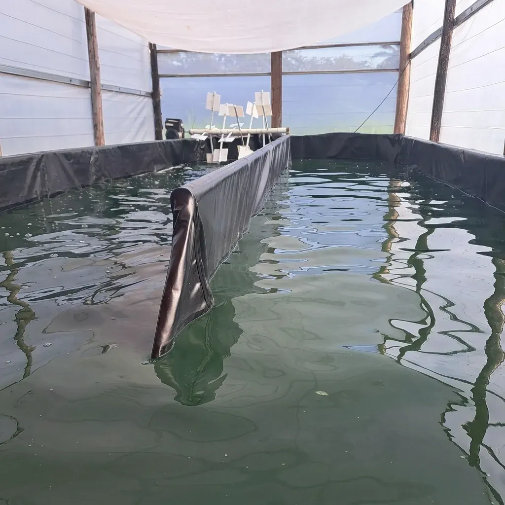 Cultivo artesanal de espirulina Neka en Yopal