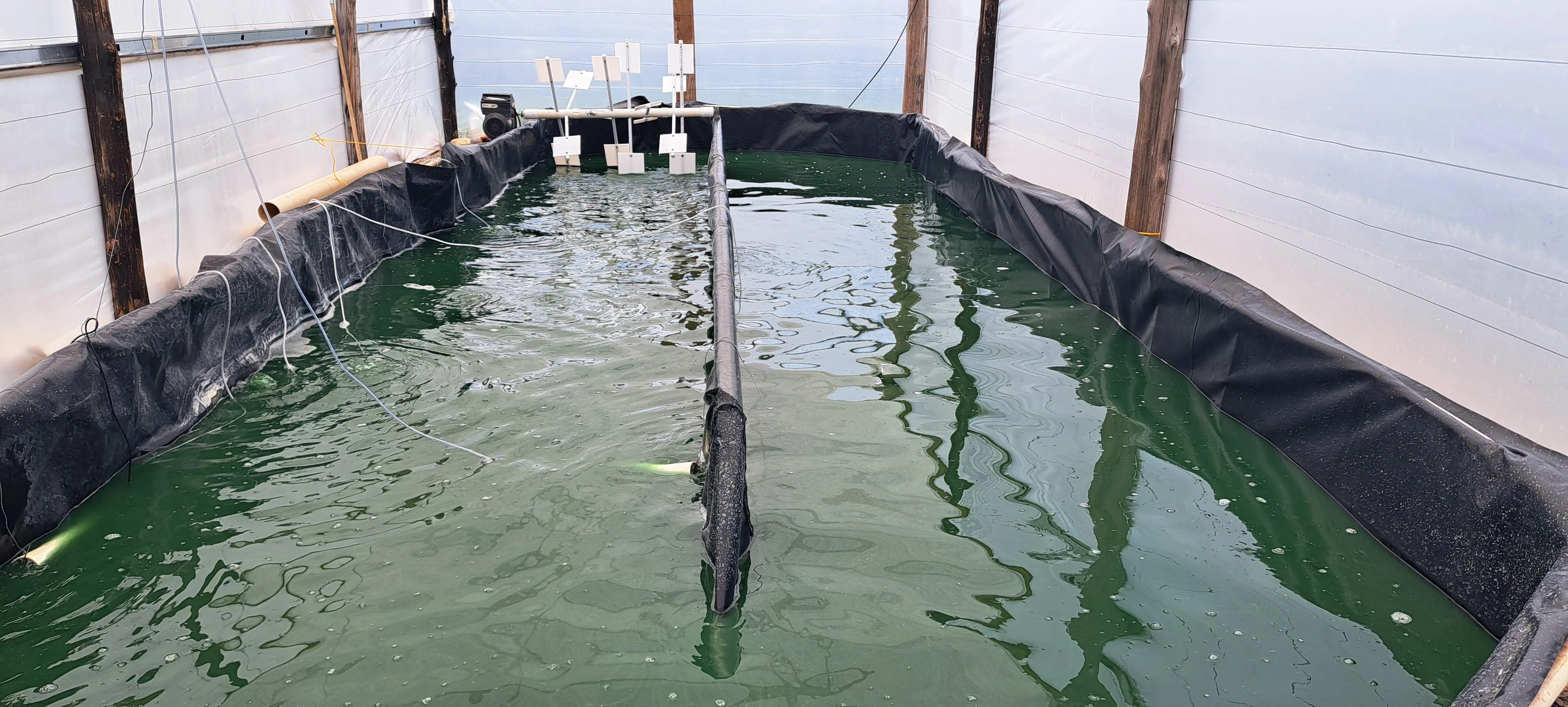 Cultivo artesanal de espirulina Neka en Yopal